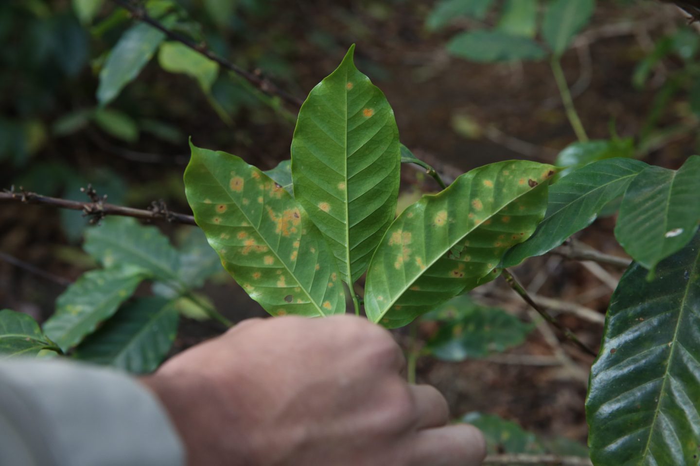 Coffee leaf rust фото 2